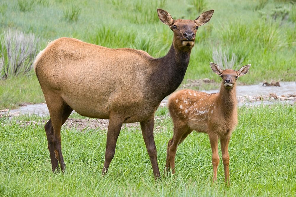 WY-Yellowstone National Park-Elk calf and mother